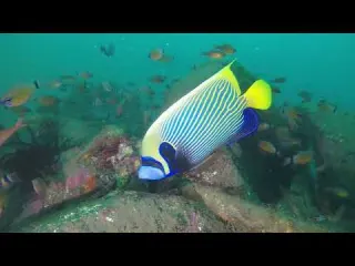 bali