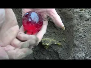The boy discovered a rare treasure it was so surprising