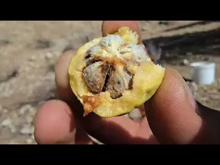 Nomadic Life An Adventurous Journey to the Mountains to