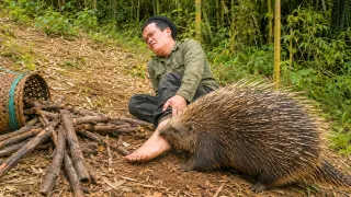 Porcupine Attacks Dwarf Family During Wild Bamboo Shoot
