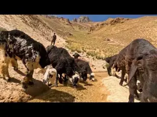 The Last Mountain Family Of Afghanistan living Far From
