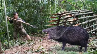 breaking into wild boar s den being attacked by wild boar