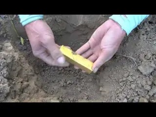 Search for treasure in the wilderness and dig out a golden