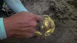 Unveiling the dream of treasure the wilderness exploration