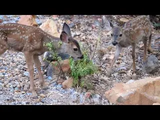 MAMA DIERDRE BRINGS HER NEWEST SET OF FAWNS TO VISIT