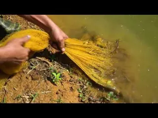 Building my farm Harvesting 3 month old pond fish LIVING