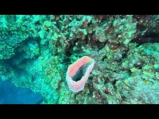 CLIP Dive 131 Azure Vase Sponge Virginia s Wall 2 23 26 4k