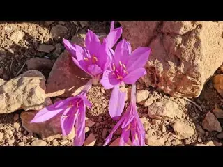 Nomadic Life in a Violent Storm Traditional Cooking Desert