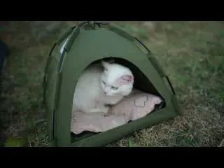 24 Hours Camping Alone at the River with My Cat No One