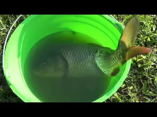 Top 1 Videos Fishing Amazing Fishing Harvesting Fish On The