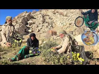 Nomadic life up close Harvesting tomatoes and eggplants and