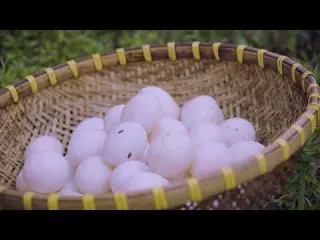 Harvesting Dojo Loach from the Field Goes to Market Sell