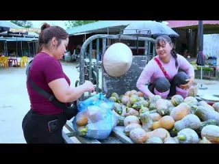 Quick Harvest Harvesting Tons of F1 Pumpkins and Other F1