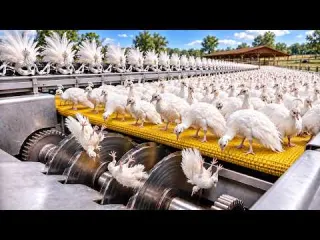 Inside a Rare White Peacock Farm Feather Factory How a