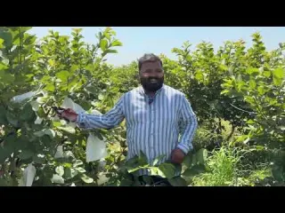 अमर द क कट ग और प र न ग क स कर Amrood ki cutting kab kare
