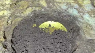 5 maiores tesouros encontrados em bolsas 2021 Ginho da Selva