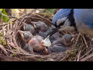 Blue Jay Life Cycle Born in the Cup Tested by the Cat