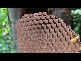 Astonishing Power of Yellow Hornets Gone Wild Destruction