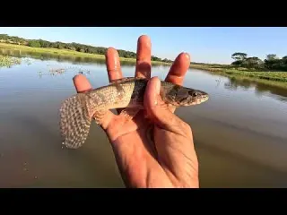Pescaria de traíra extremamente gigante nem coube na tela