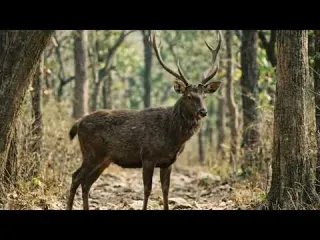 La India Quiere MOVER Ríos Enteros de un Extremo del País