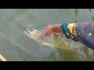 Pescaria de Dourado traíra e piauçu no Rio turvo o