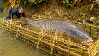 Primitive Bamboo Fish Trap Catches Hundreds of Giant Fish