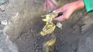 I found a huge golden turtle that had been buried in a cave