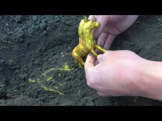 Looking for treasure under the abandoned house I didn t