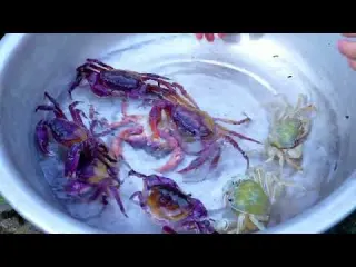 Inside the Wild Rainforest Harvesting Giant Crabs at