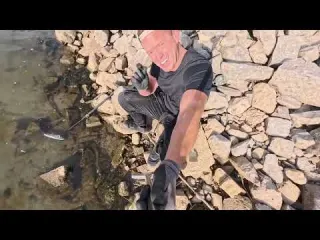Niedrigwasser am Rhein mit dem Metalldetektor im