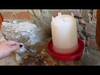 TENEMOS NUEVAS INTEGRANTES me compre gallinas por internet