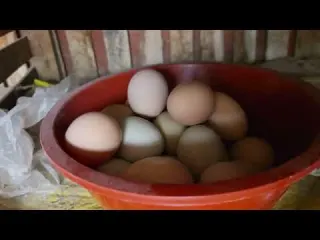 Cosas que aprendí criando GALLINAS CRIOLLAS
