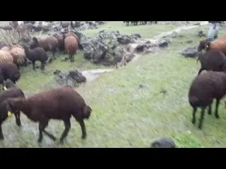 AĞRI DAĞ ında sel akıyor
