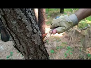 Solo camp in the pine forest Construction of a shelter