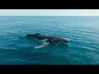 Humpback Whale Documentary Song Bubble Nets and Survival