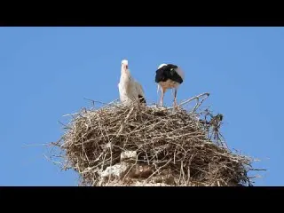 Yellow Billed Storks in Morocco Mating