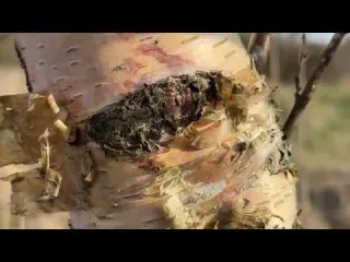 What did we Find Hidden Inside this Huge Victorian Jar