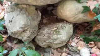 Bölgede Define Kaya Kasası Arama Anı
