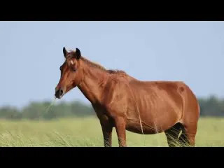 Shackleford Banks Test Footage