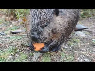 Beaver Fall Fashion