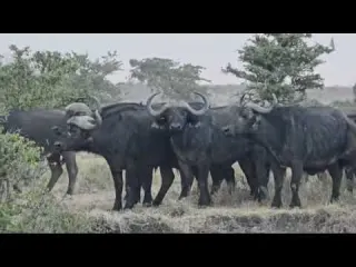 lioness hide and attack buffalo herd busy eating video