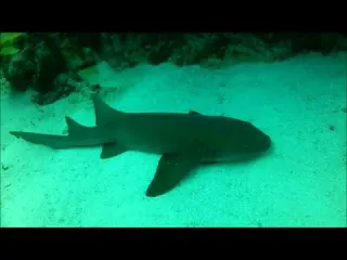 Nurse shark sleeping and free swimming Key Largo