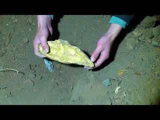 Scuba Diving Reveals a Gun Could This Be a Murder Weapon