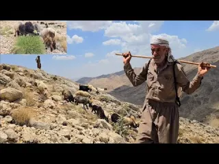 The Story of Jahangir and the Flock of Sheep A Day in the