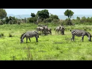 Welcome Tanzania hakuna MATATA tanzaniaholidays wildlife