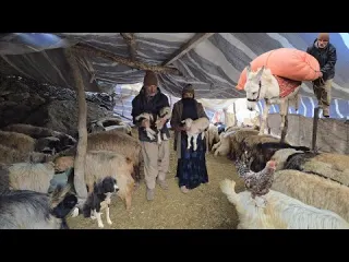 Life in the Zagros Mountains Nomads Battle with the Brutal