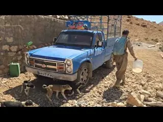lran nomadic Life Chinese Barberry and the Amazing