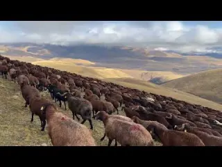3 GÜN BOYUNCA YAĞMUR VE SOĞUK KÖPEKLERDEN OPERASYON
