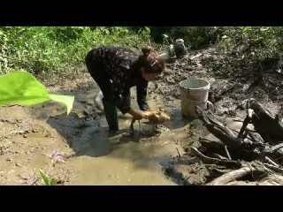 Hunting wild fish Catch a lot of fish in the wild lake by