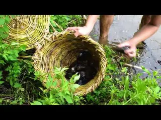 Harvesting Sweet Potatoes Catching Freshwater Clams to